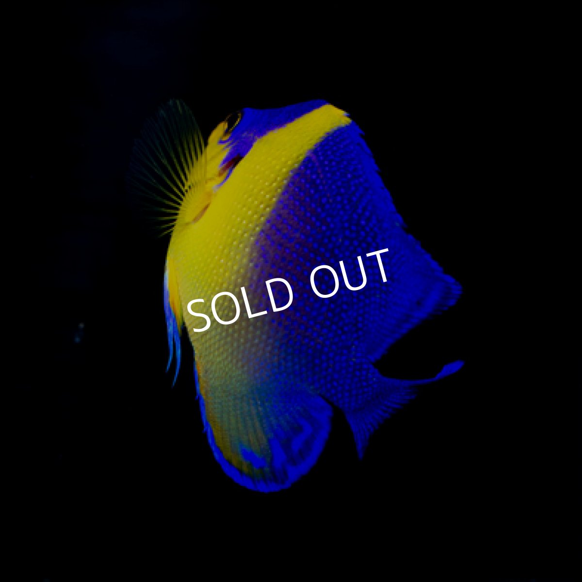 画像2: 八重山産 スミレヤッコ SM No.2 (2)