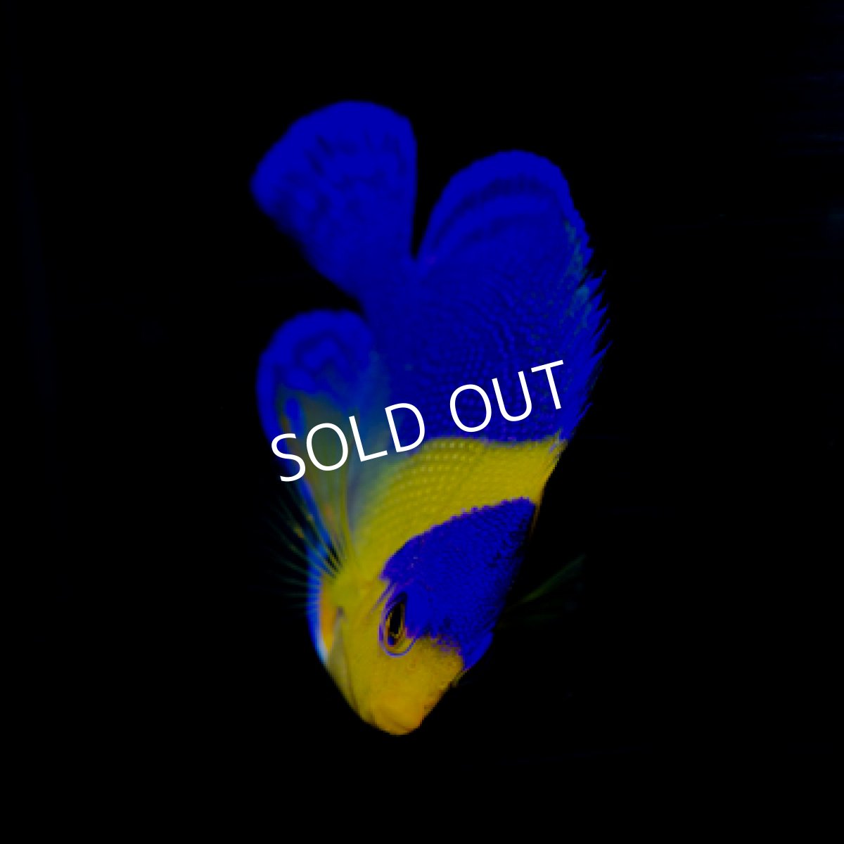 画像3: 八重山産 スミレヤッコ SM No.2 (3)