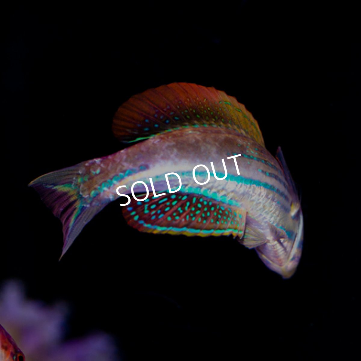 画像2: マダガスカルフラッシャーラス ペア (2)