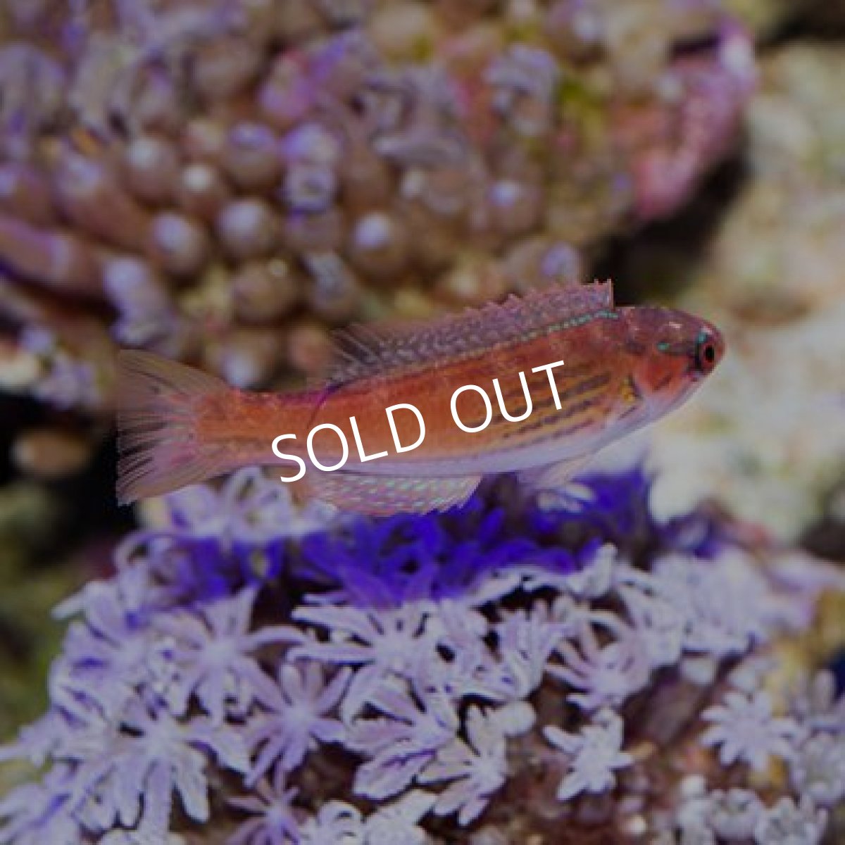 画像3: マダガスカルフラッシャーラス ペア (3)