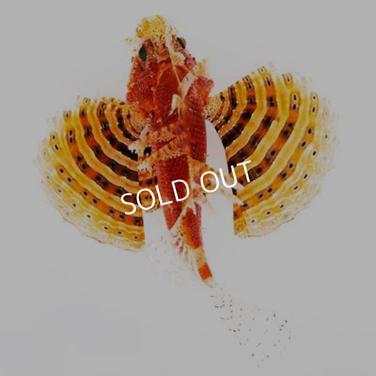 画像3: シマヒメヤマノカミ　ファインレッド (3)