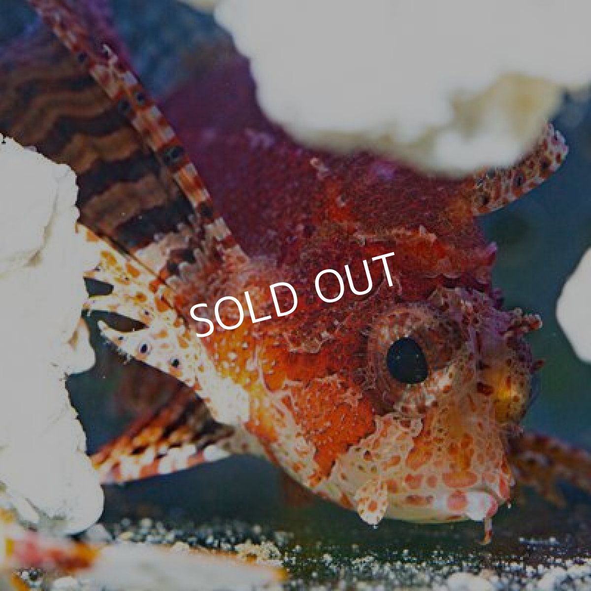 画像2: シマヒメヤマノカミ　ファインレッド (2)