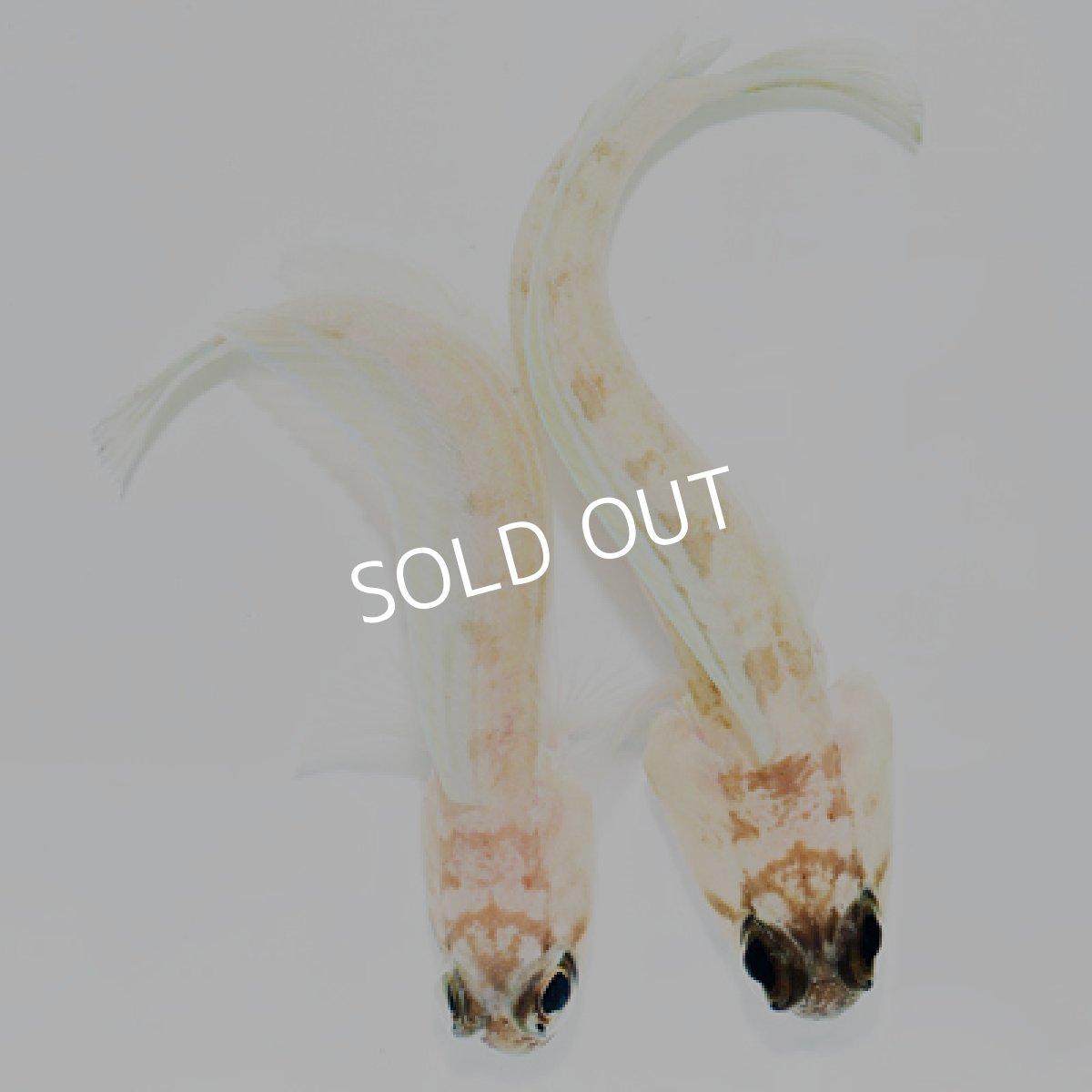 画像2: マスタッチジョーフィッシュset (2)