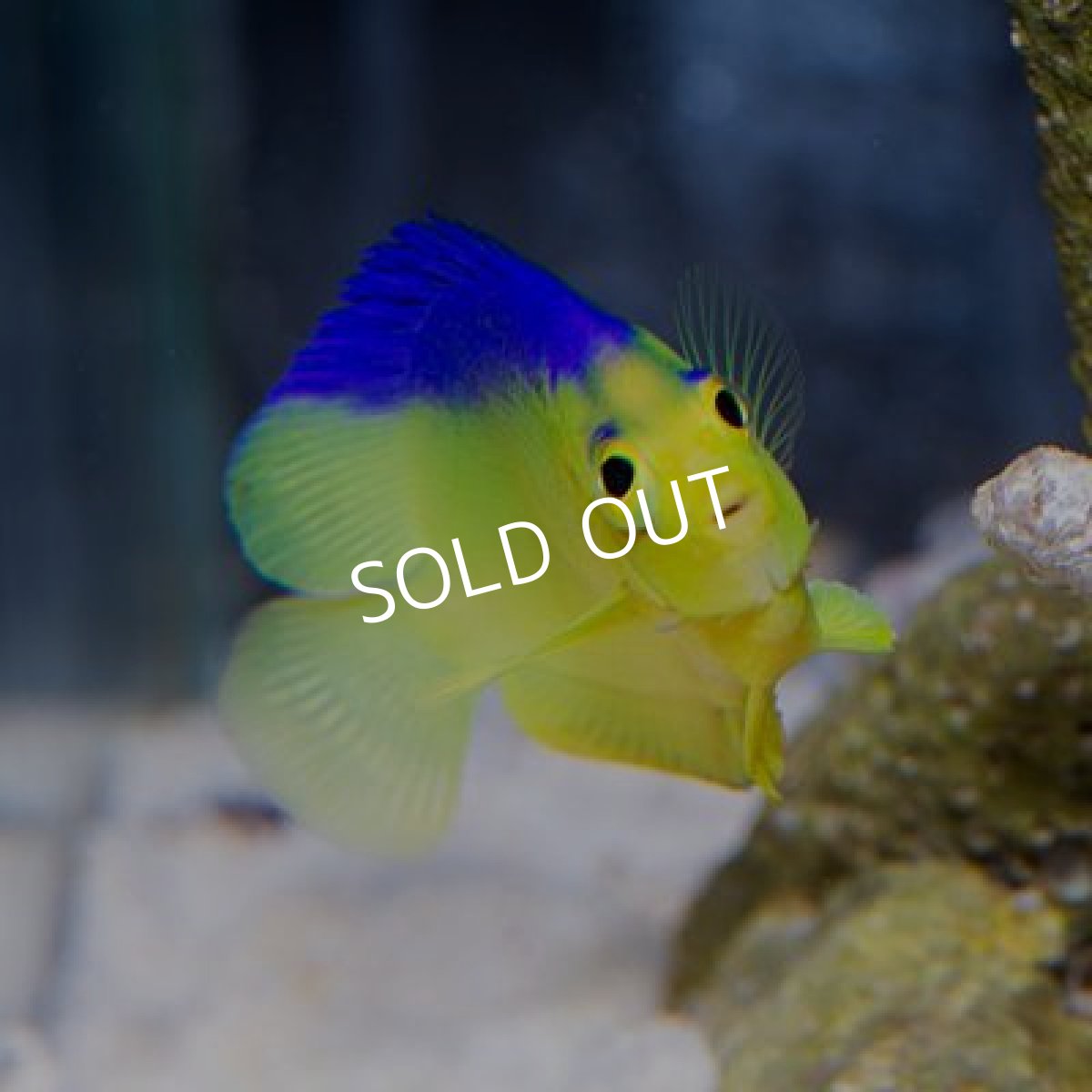 画像2: コリンズピグミーエンゼル No.2 (2)