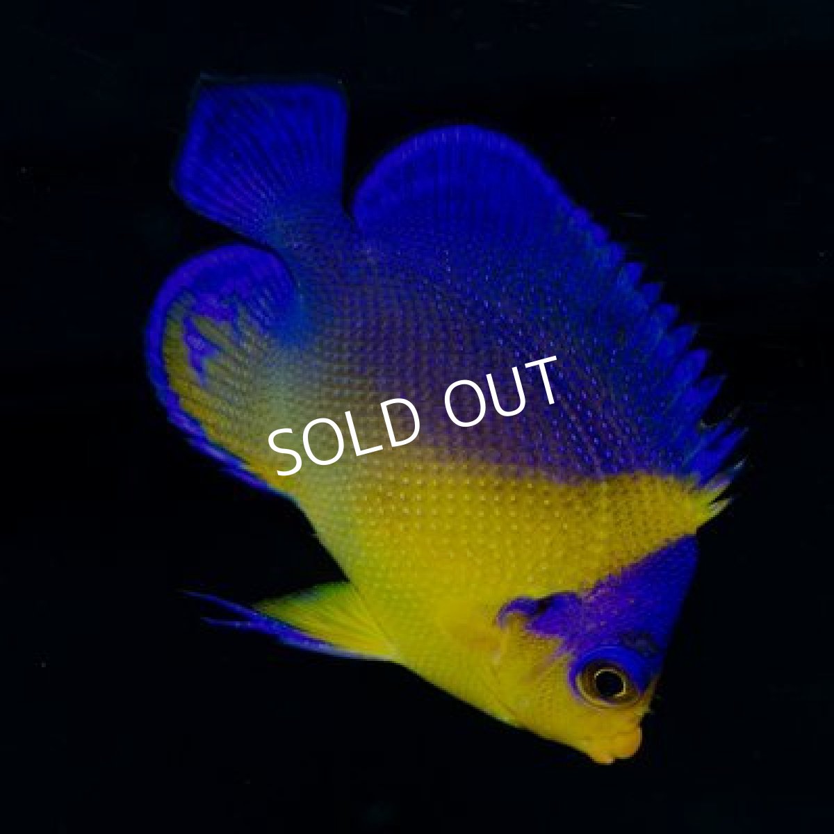 画像2: 八重山産 スミレヤッコ SM No.2 (2)