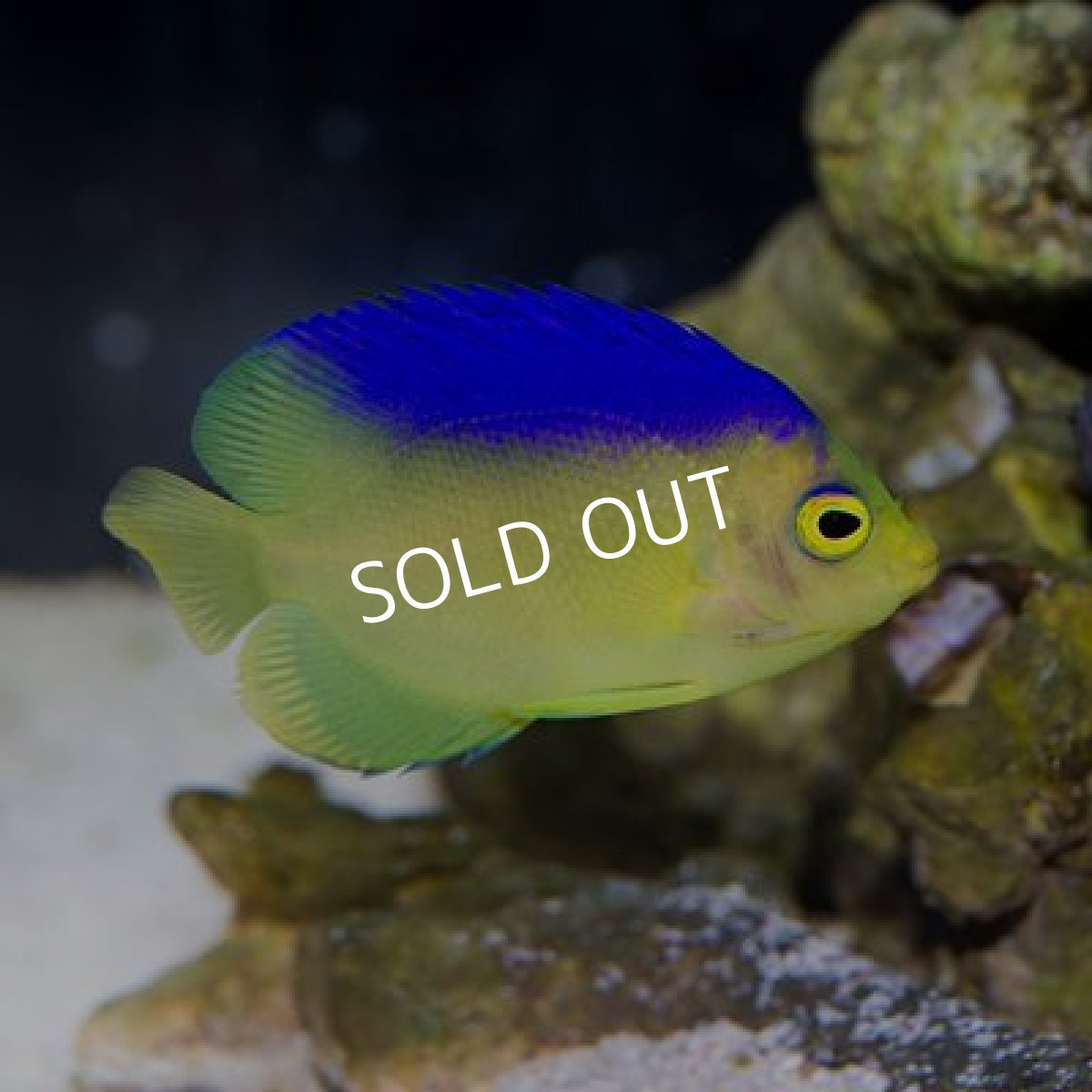 画像2: コリンズピグミーエンゼル　No.1 (2)