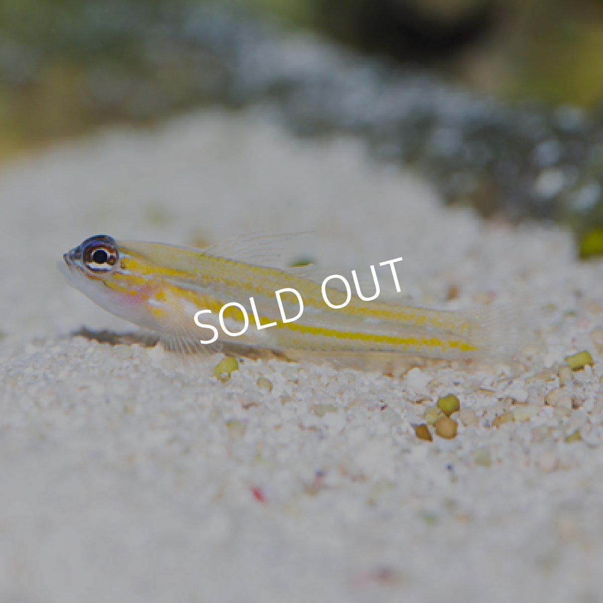 画像2: ペパーミントゴビー (2)