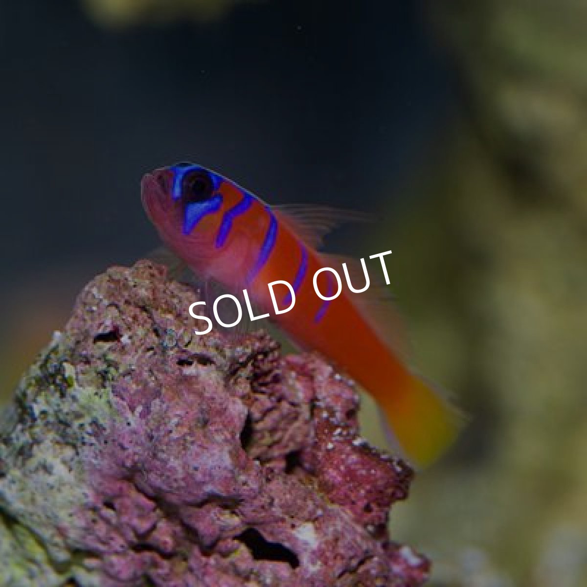 画像2: カタリナゴビー  (2)