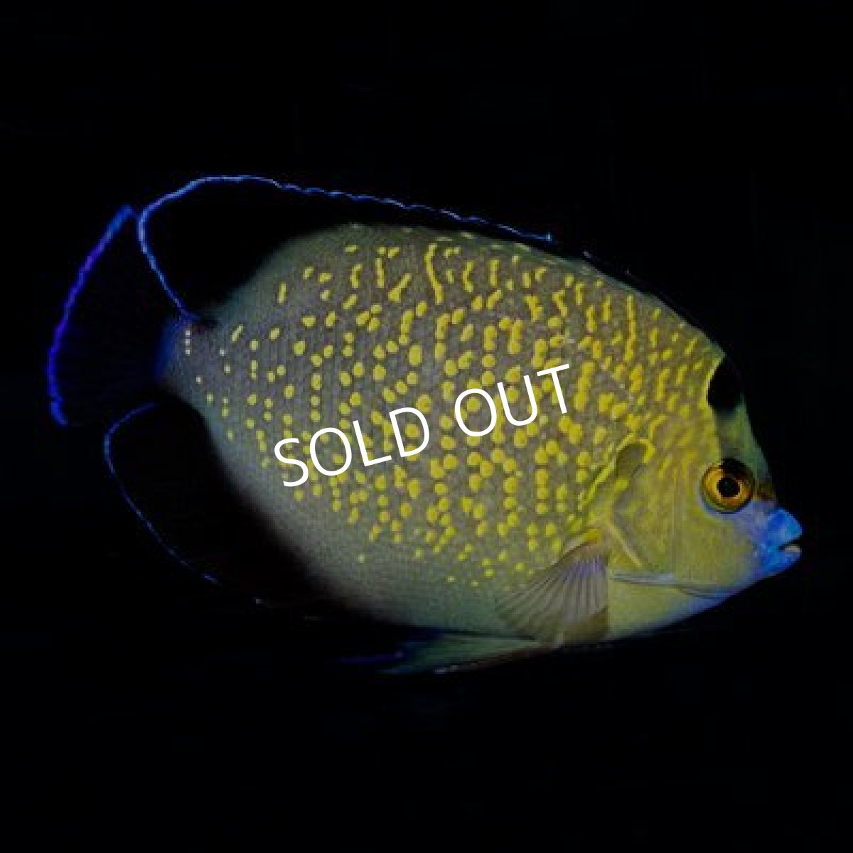 画像2: ■SALE20%off■ゴールドフレークエンゼル　M (2)