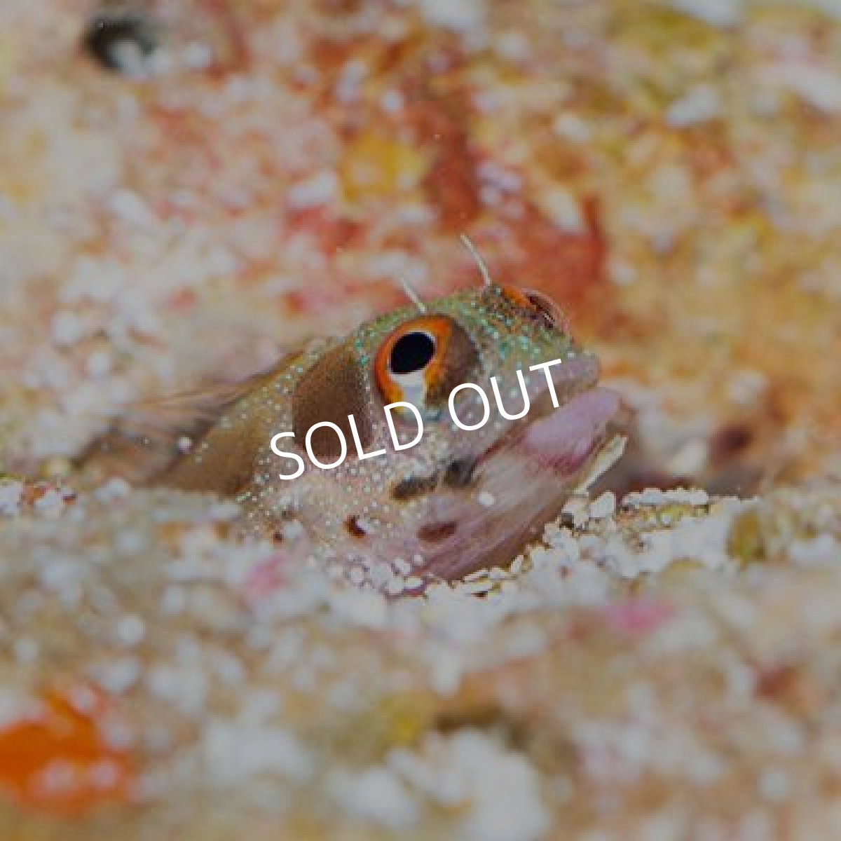 画像2: バーナクルブレニー (2)