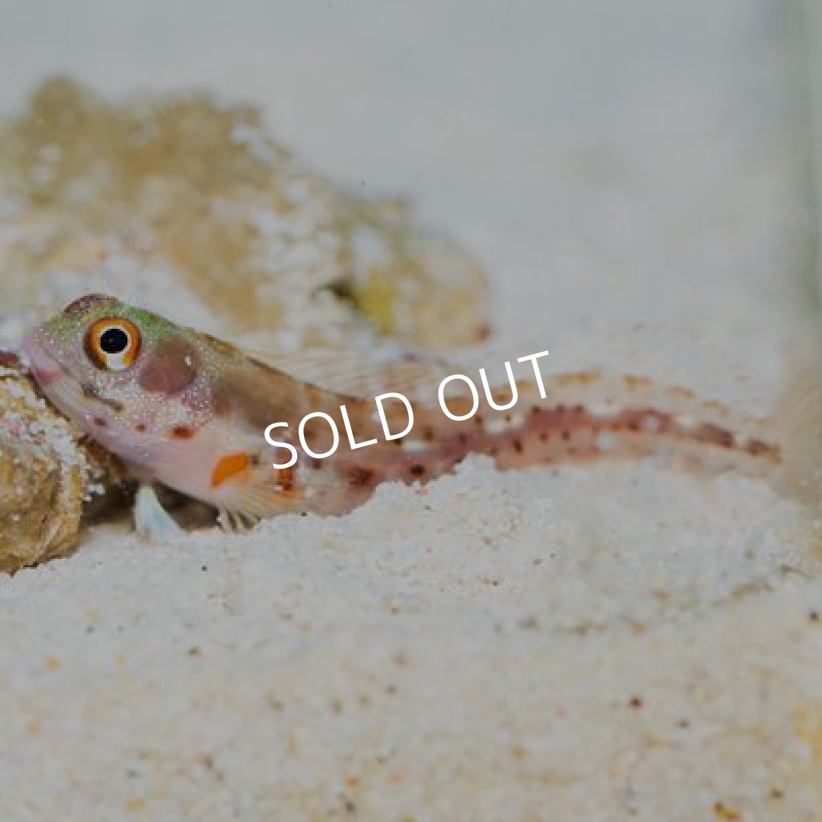 画像3: バーナクルブレニー (3)