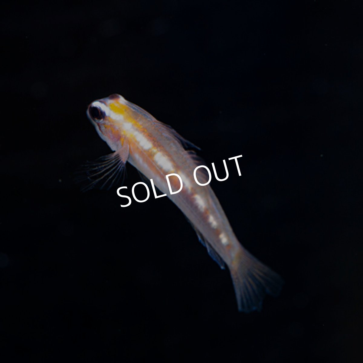 画像2: マスクドゴビー (2)