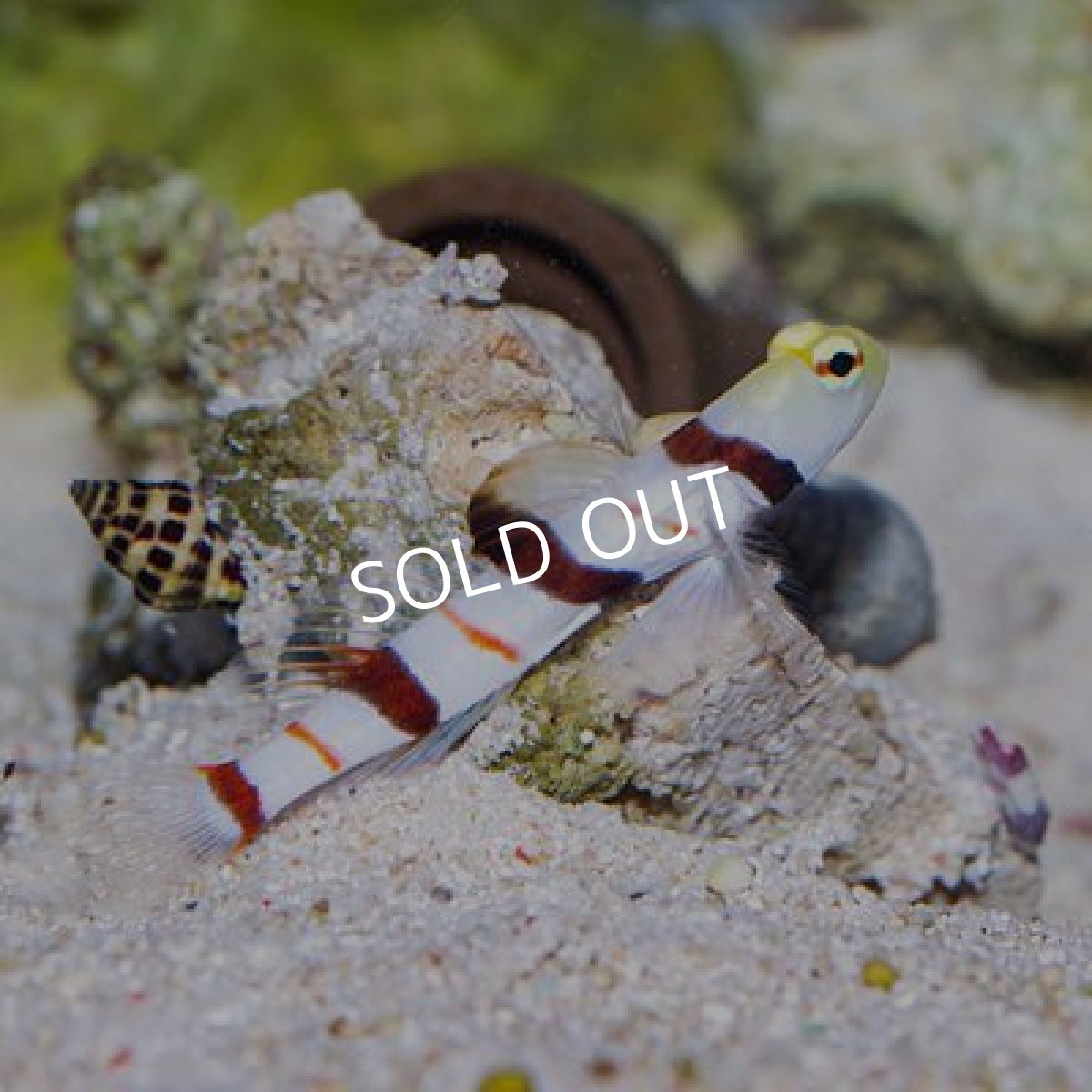 画像2: ■SALE20%off■ドラクラシュリンプゴビー (2)