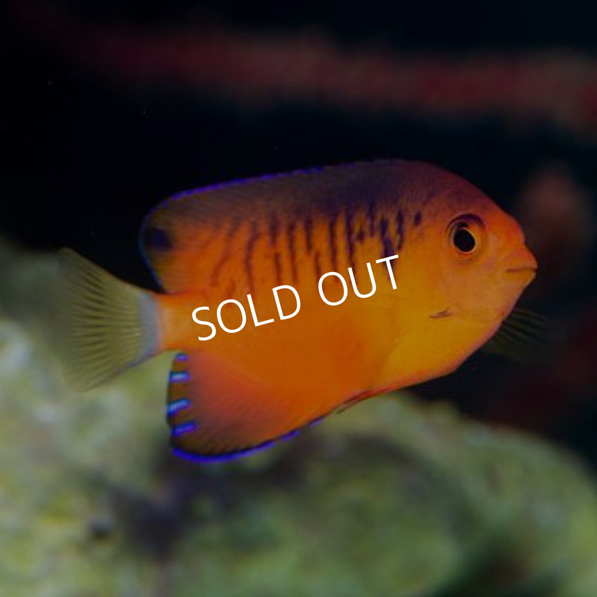 画像2: ダイダイヤッコ (2)