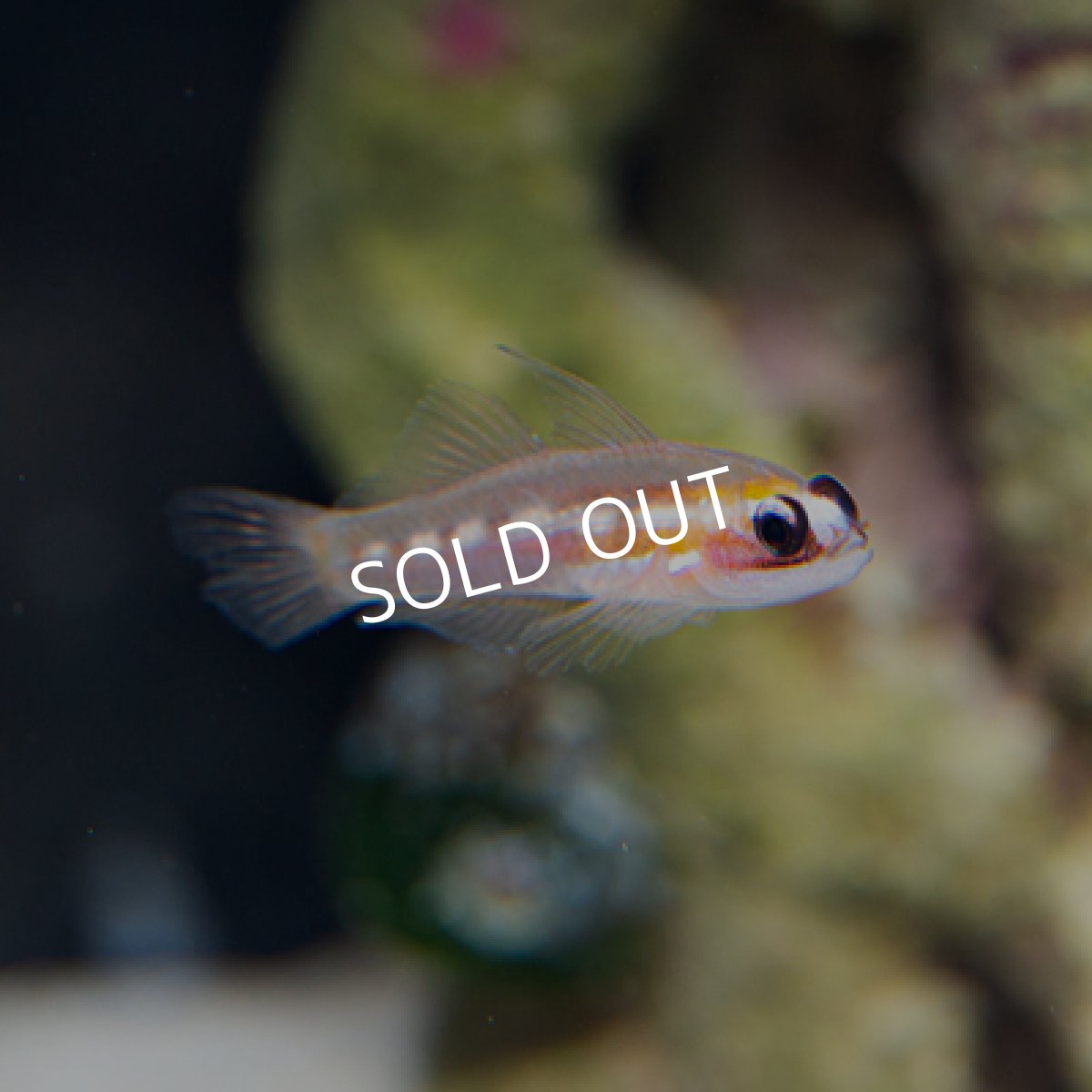 画像3: マスクドゴビー (3)