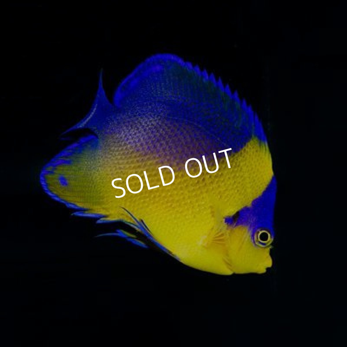 画像2: スミレヤッコ M (2)