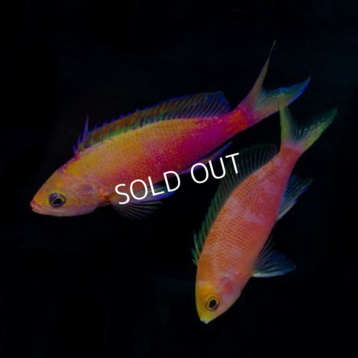 画像2: ■SALE20%off■ニューカレドニア　ケーブアンティアス ペア (2)