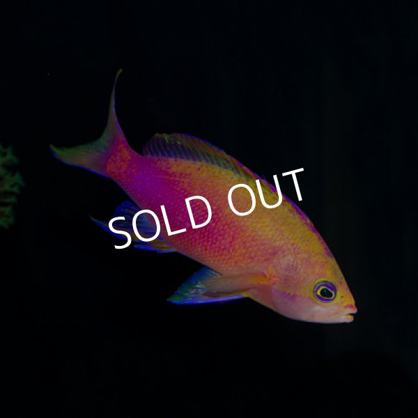Sale Off ニューカレドニア ケーブアンティアス ペア 海水魚専門店 Ceppo Onlinestore Sale Off ニューカレドニア ケーブアンティアス ペア 海水魚専門店 Ceppo Onlinestore