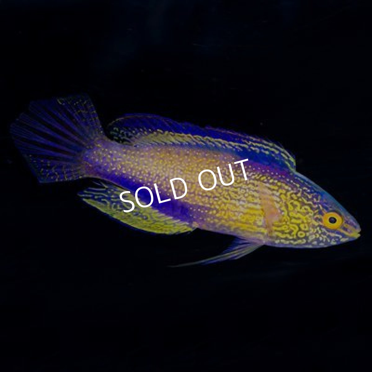 画像2: ローンボイドフェアリーラス ♂ (2)