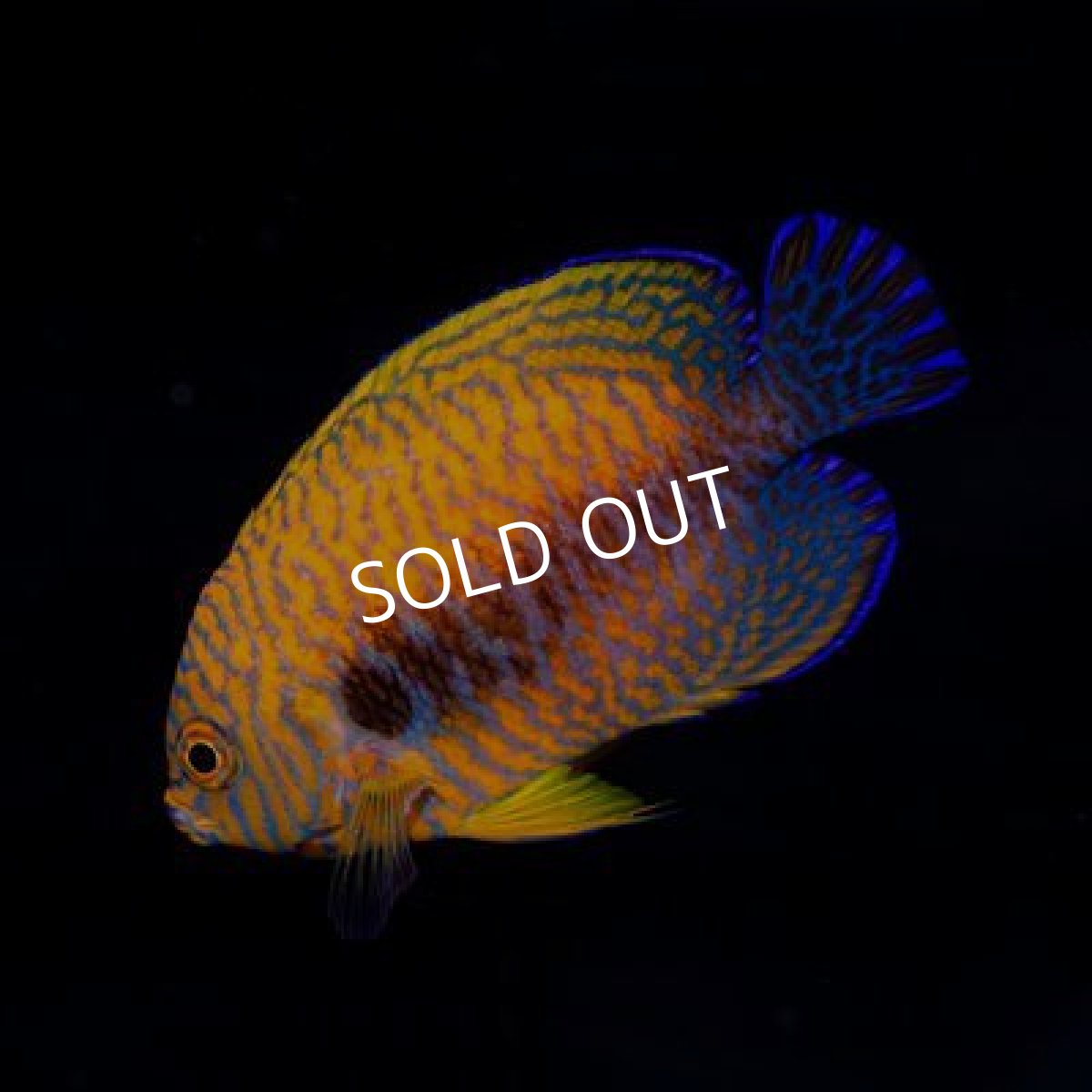 画像1: ■SALE20%off■ポッターズピグミーエンゼル (1)