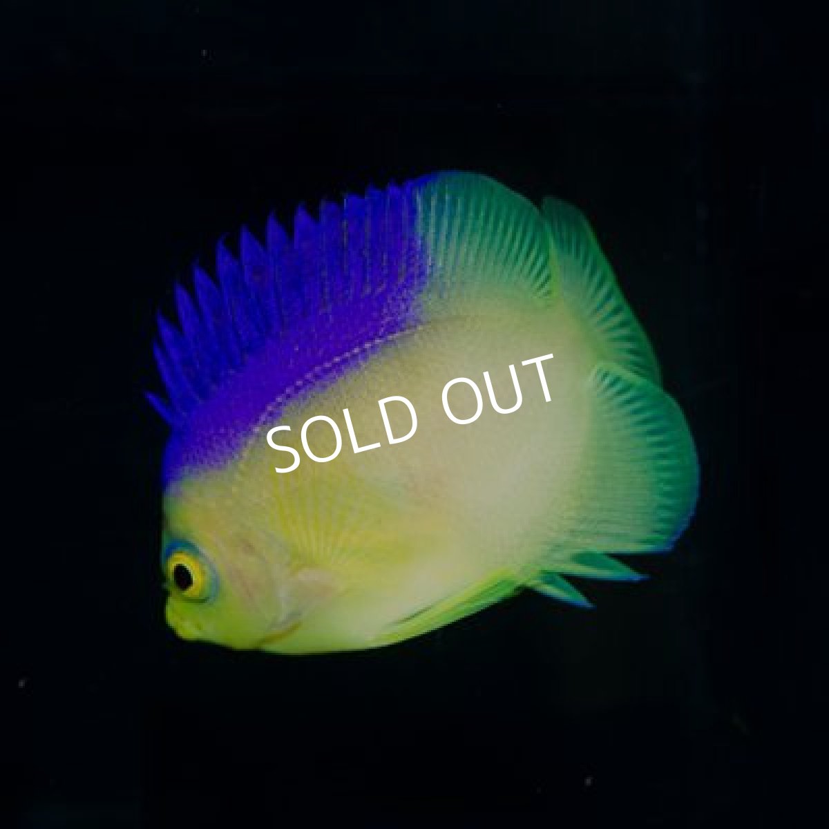 画像2: ■SALE20%off■コリンズピグミーエンゼル (2)