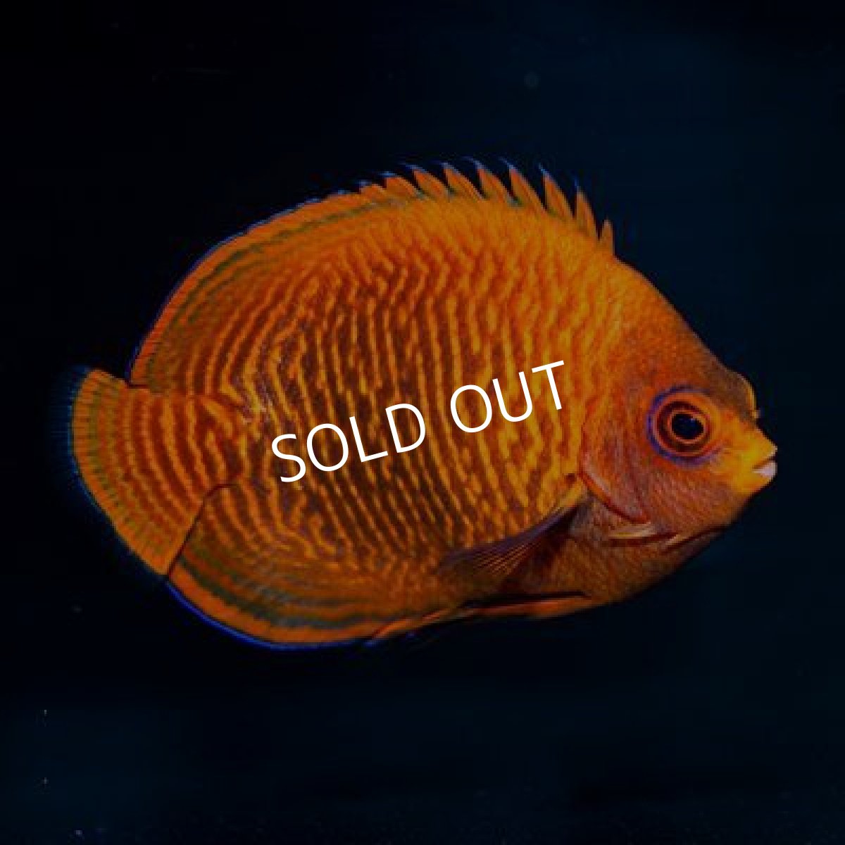 画像2: ■SALE20%off■ゴールデンエンゼル (2)
