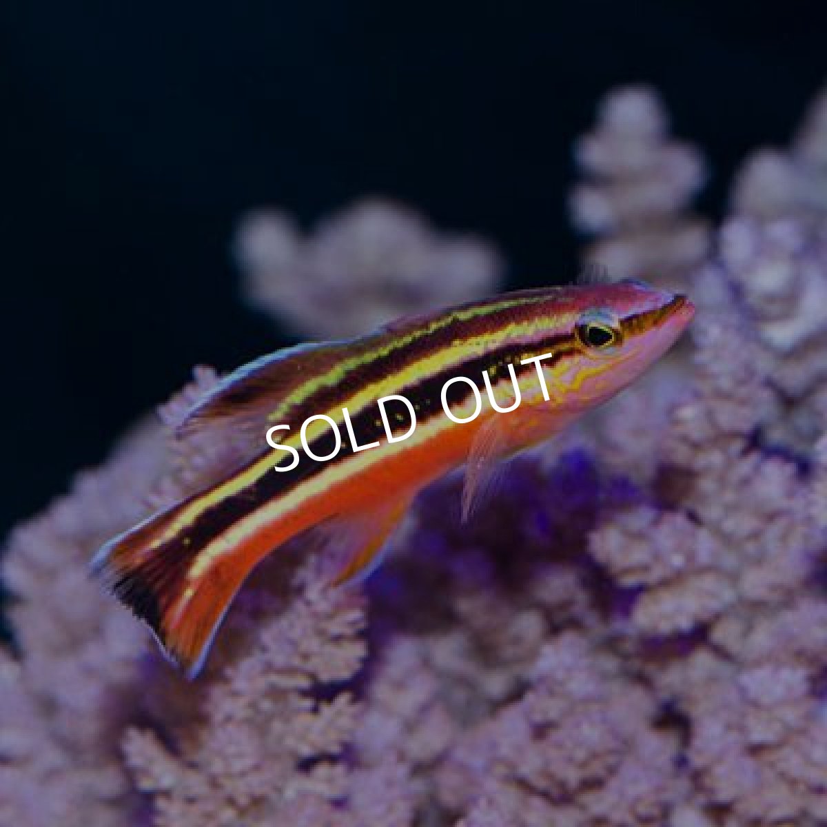 画像2: ■SALE20%off■レインボーバスレット (2)