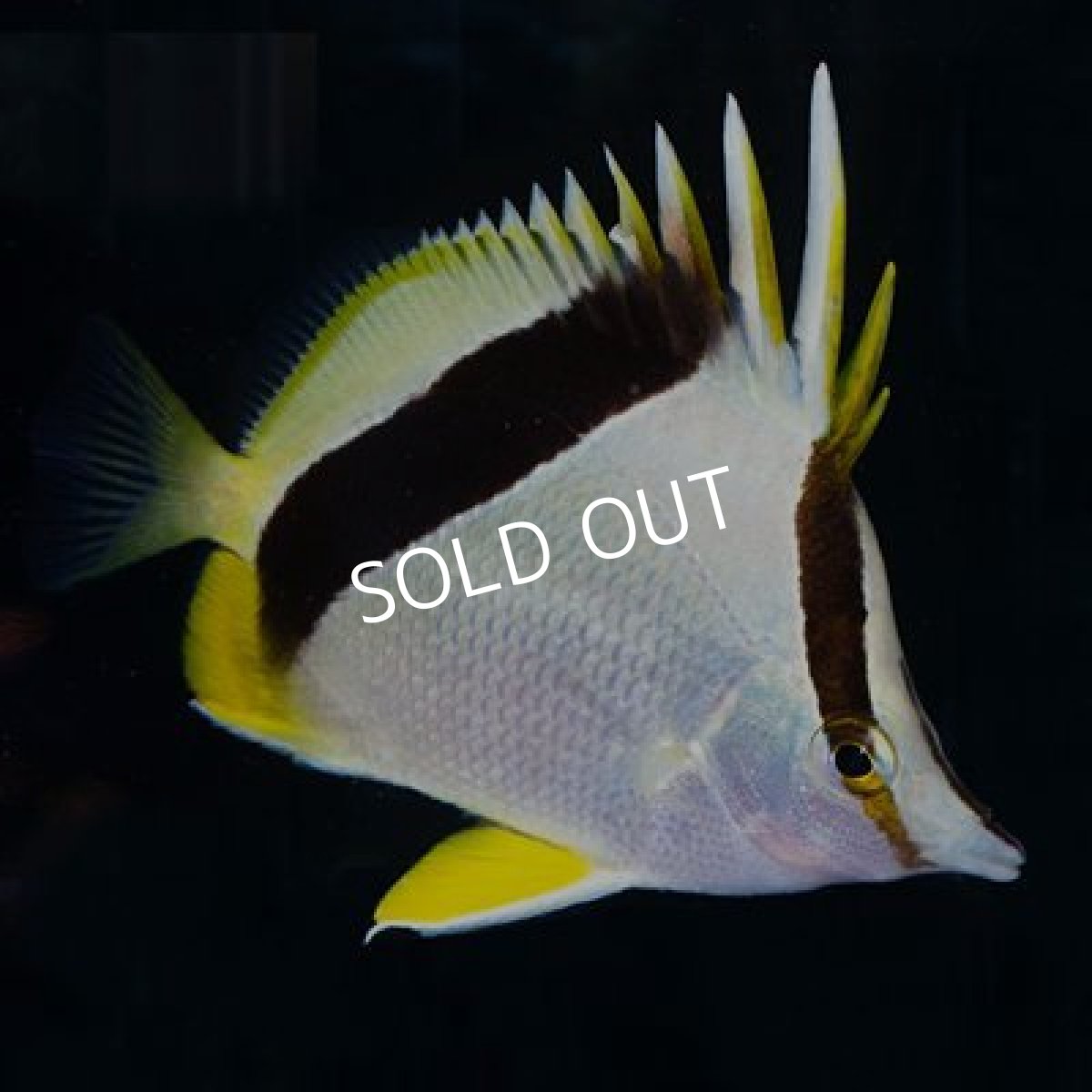 画像2: バンクバタフライ (2)