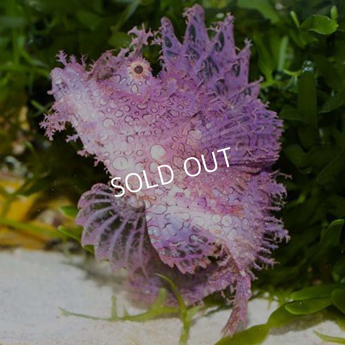 画像3: ■ＳＡＬＥ■２０%OFF　ボロカサゴ　パープル (3)