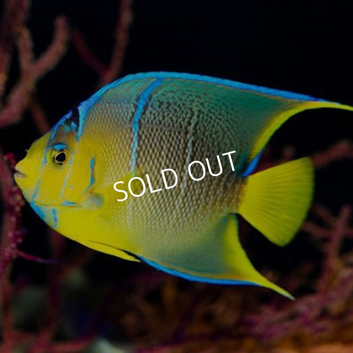 画像2: ブルーエンゼル　M (2)