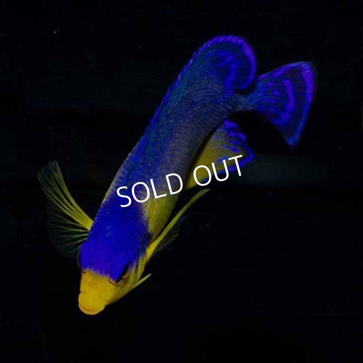 画像2: 八重山産 スミレヤッコ ML (2)