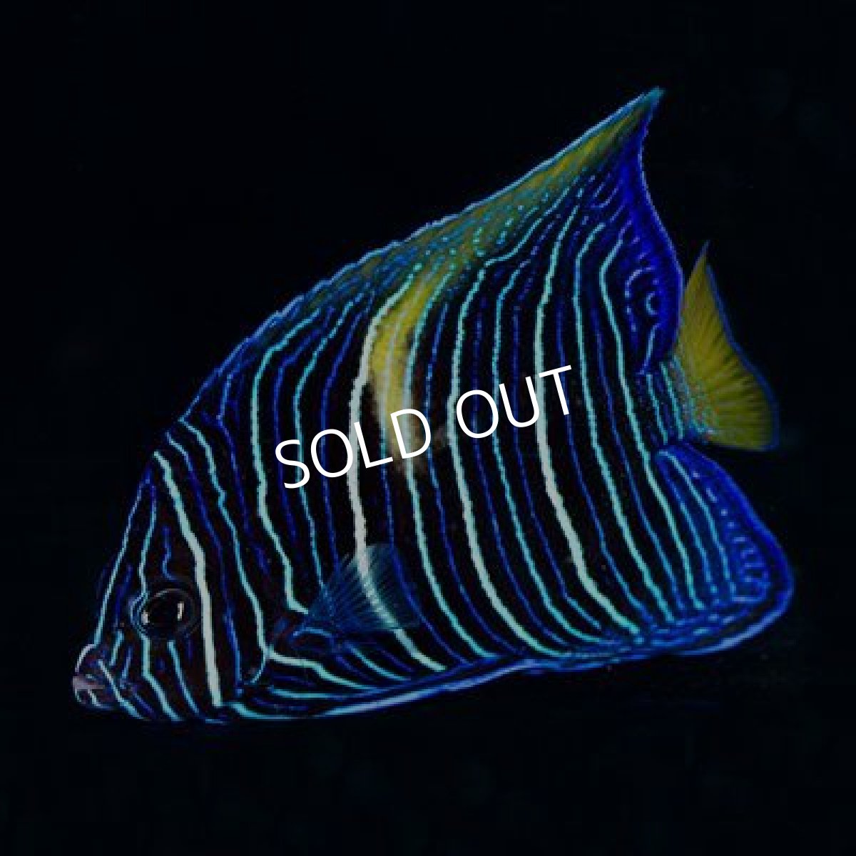 画像2: ■ＳＡＬＥ■２０％ＯＦＦ　マクロスス　東アフリカ (2)