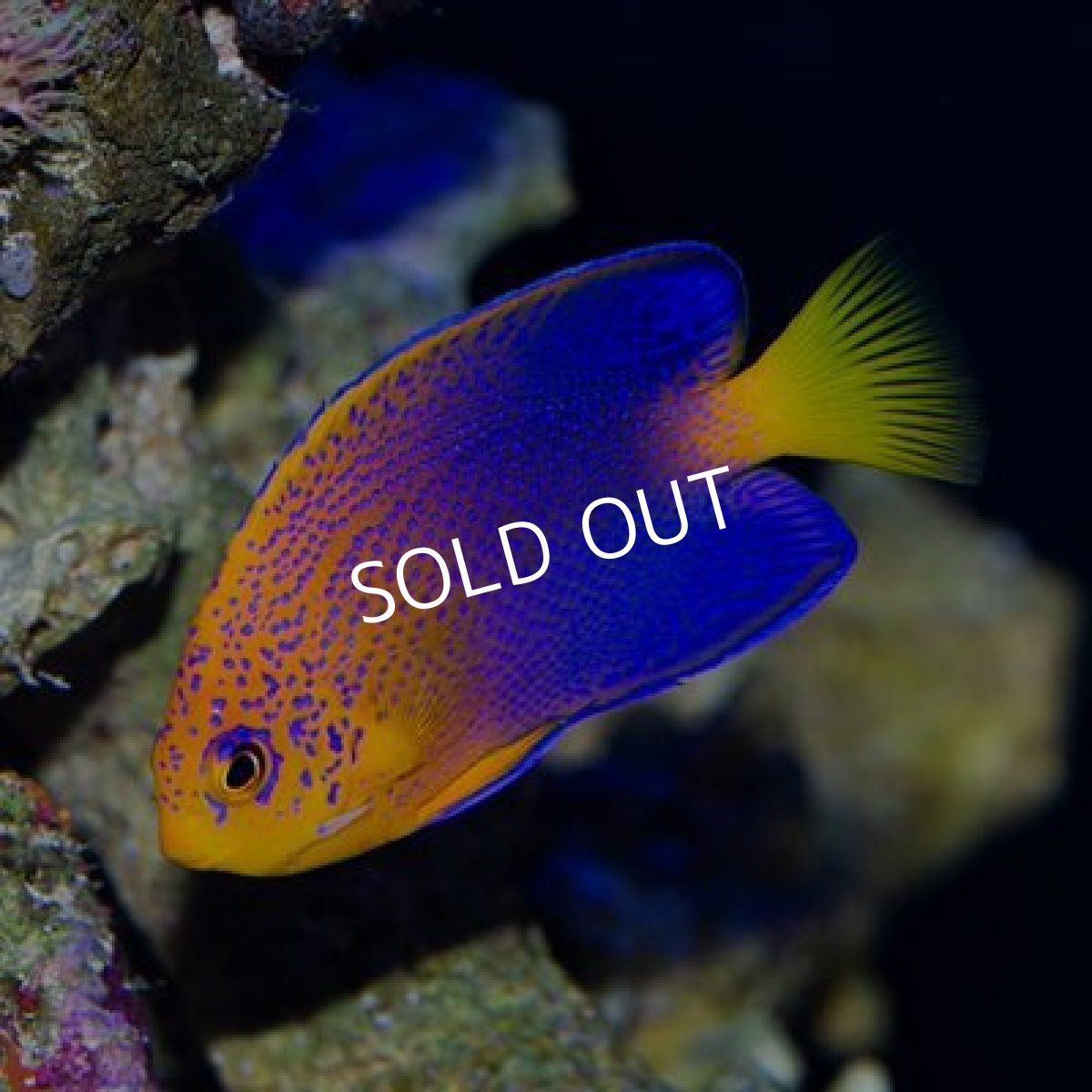 画像3: レンテンヤッコ  (3)