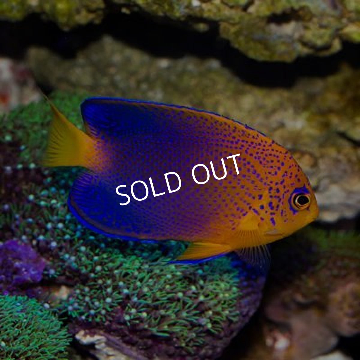 画像2: レンテンヤッコ  (2)