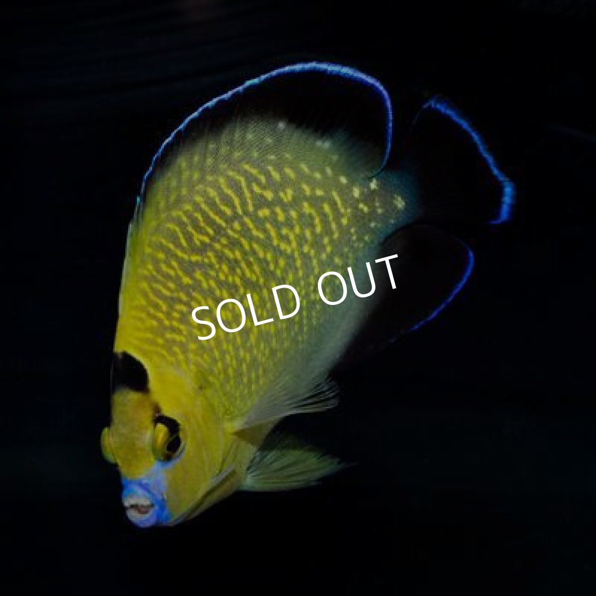 画像3: ゴールドフレークエンゼル MS (3)