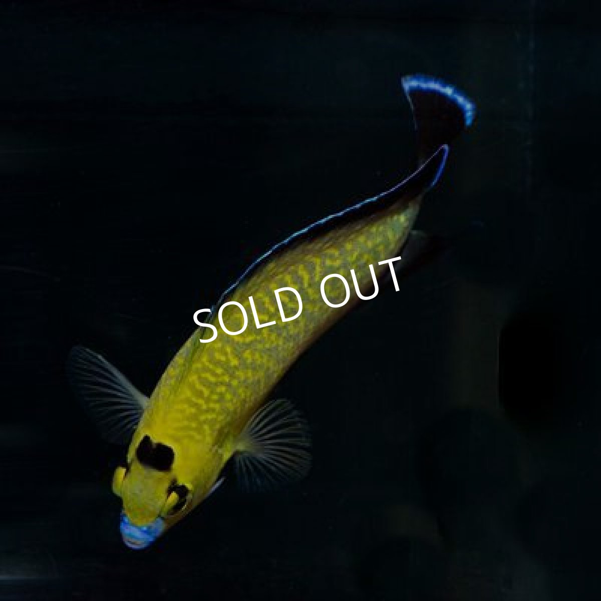 画像2: ゴールドフレークエンゼル MS (2)