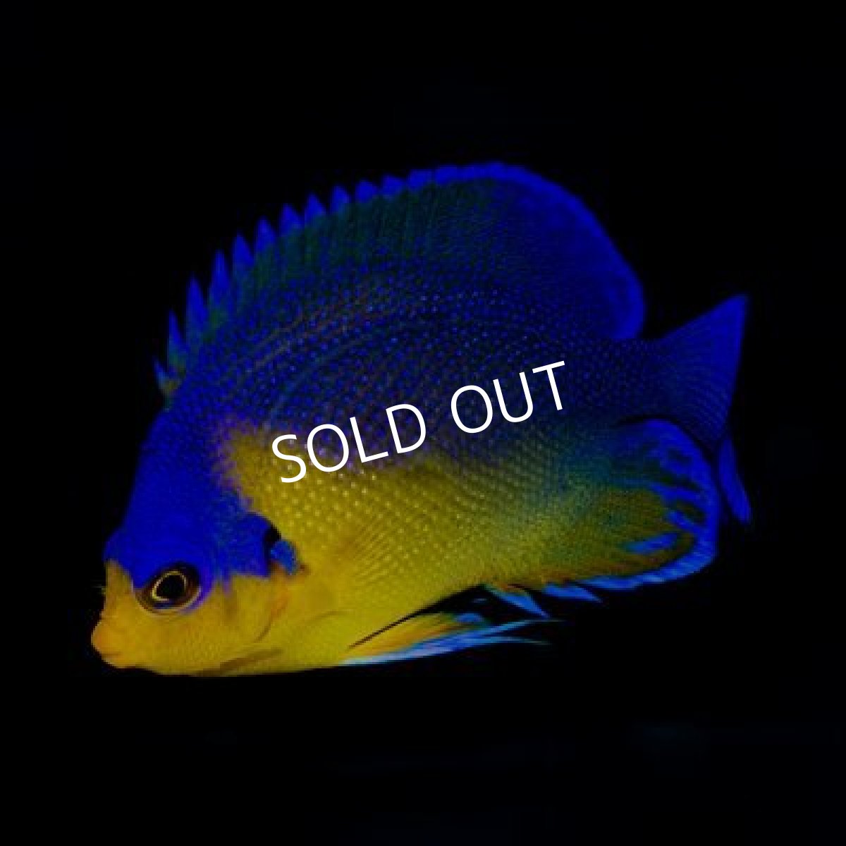 画像2: 八重山産 スミレヤッコ M (2)