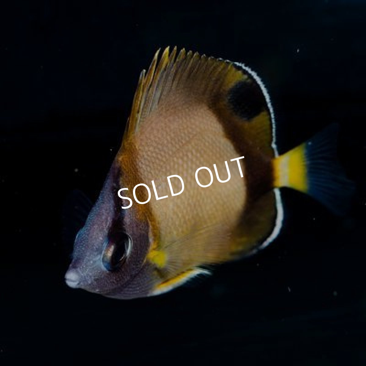 画像2: シラコダイ　S (2)