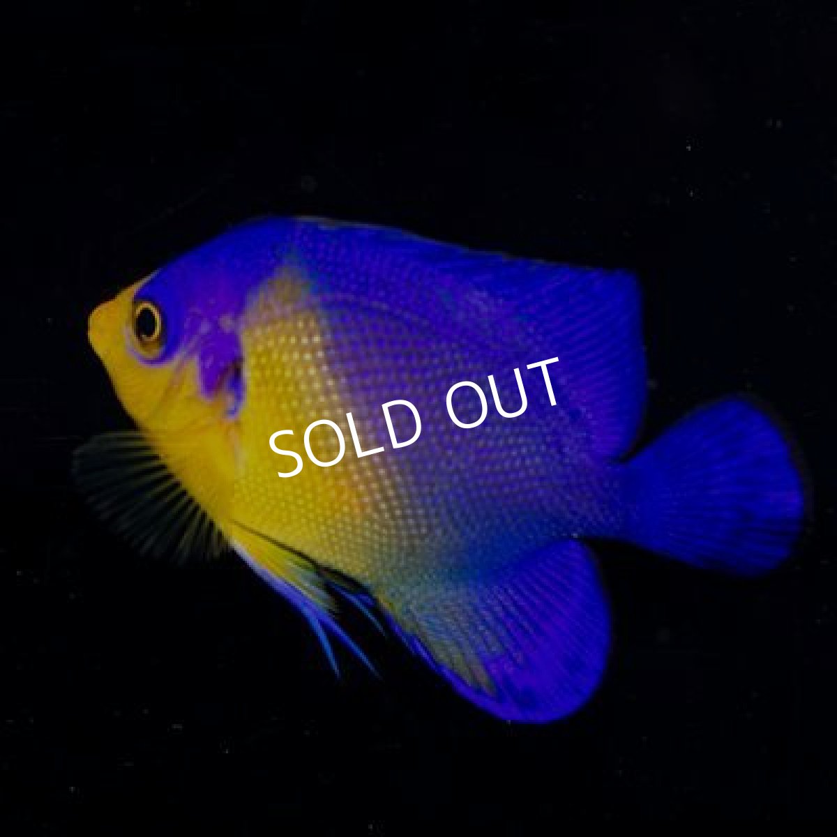 画像2: 八重山産 スミレヤッコ SM (2)