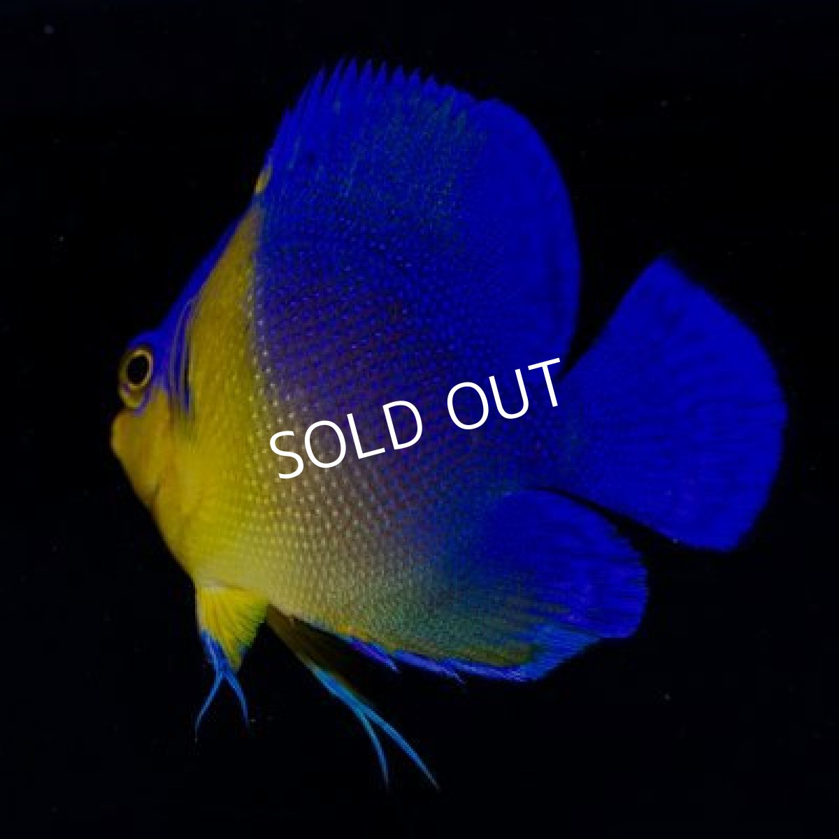 画像2: 八重山産 スミレヤッコ M (2)