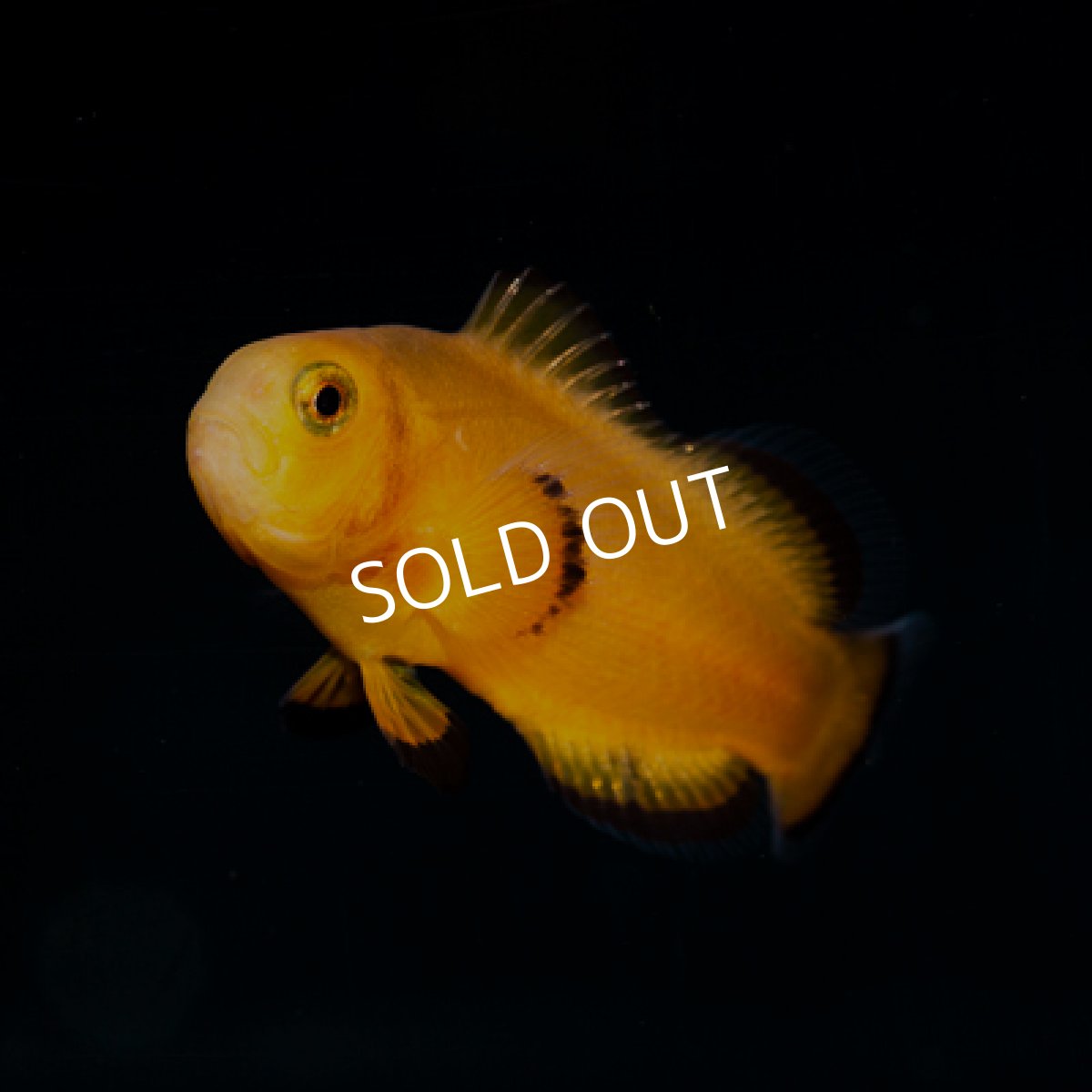 画像2: Proaquatix カクレクマノミ　ネイキッド (2)