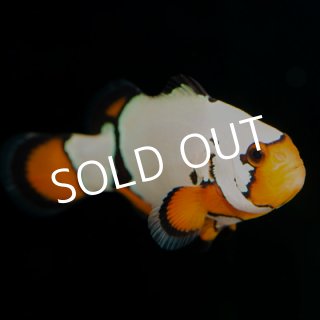クマノミ＆スズメダイ - 海水魚専門店 ceppo onlinestore