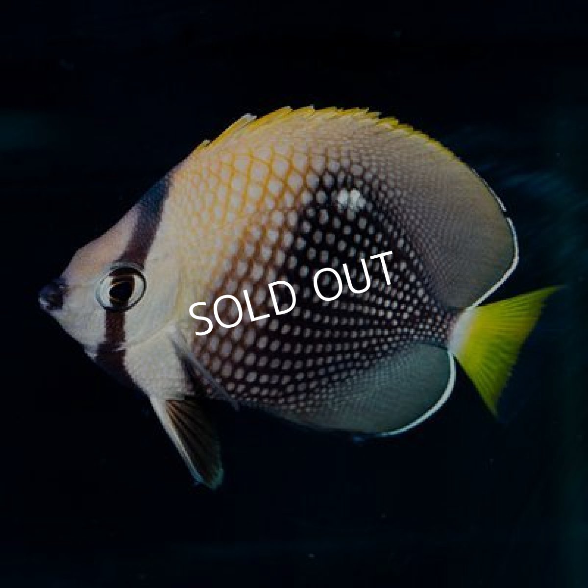 画像2: タヒチアンバタフライフィッシュ　Chaetodon trichrous (2)