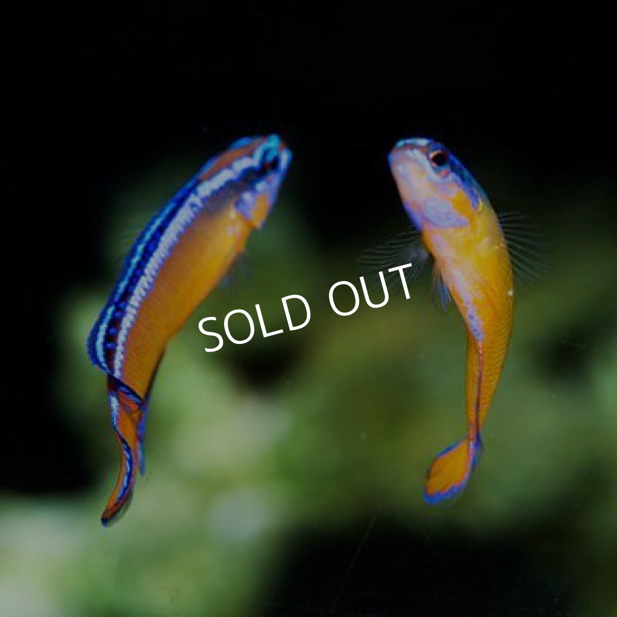 画像2: ■ＳＡＬＥ■20％ＯＦＦ ネオンドティーバック　ＵＳＡ　CB (2)