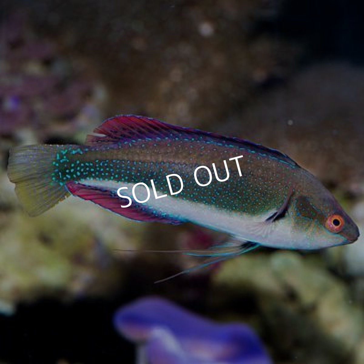 画像2: ■ＳＡＬＥ■20％ＯＦＦ ファインスポットフェアリーラス　ペア (2)