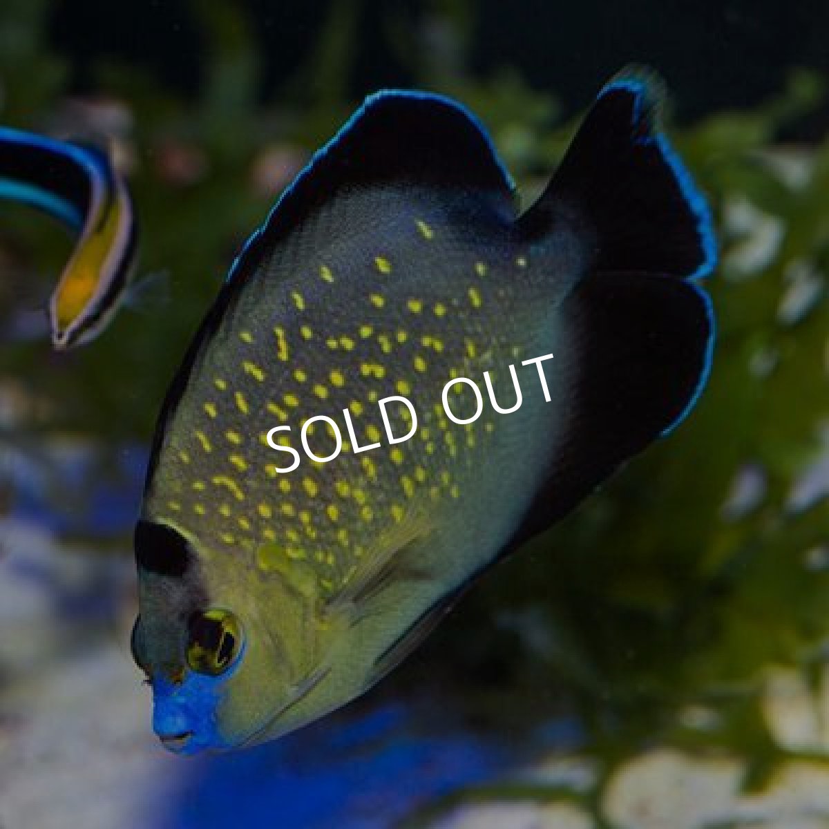 画像2: ■ＳＡＬＥ■２０%OFF　ゴールドフレークエンゼル M (2)