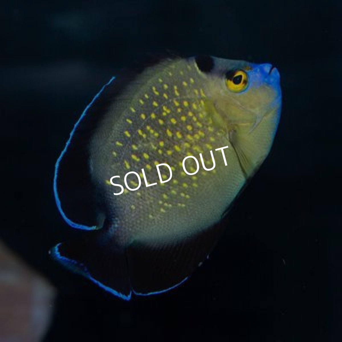 画像3: ■ＳＡＬＥ■２０%OFF　ゴールドフレークエンゼル M (3)