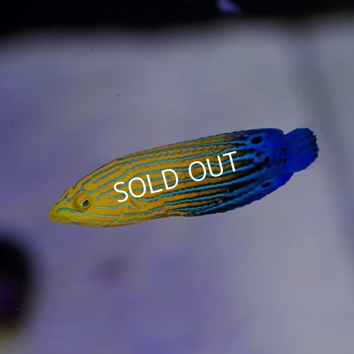 画像2: ■ＳＡＬＥ■フェミニンラス（サウスシーズラス） (2)