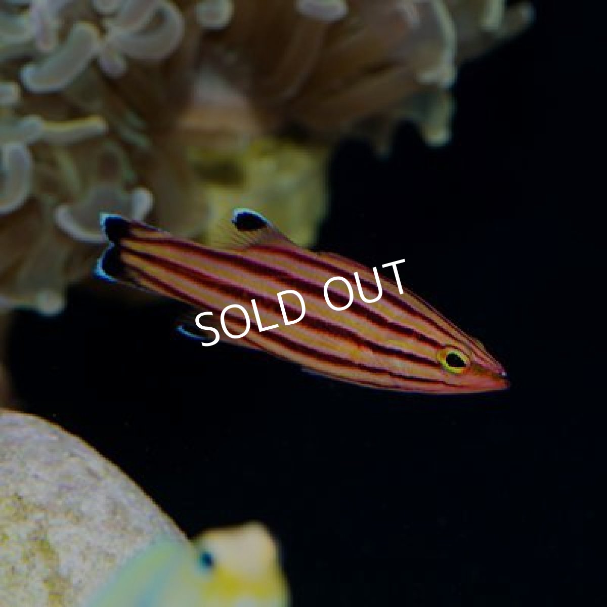 画像2: ■SALE■スイスガードバスレット (2)