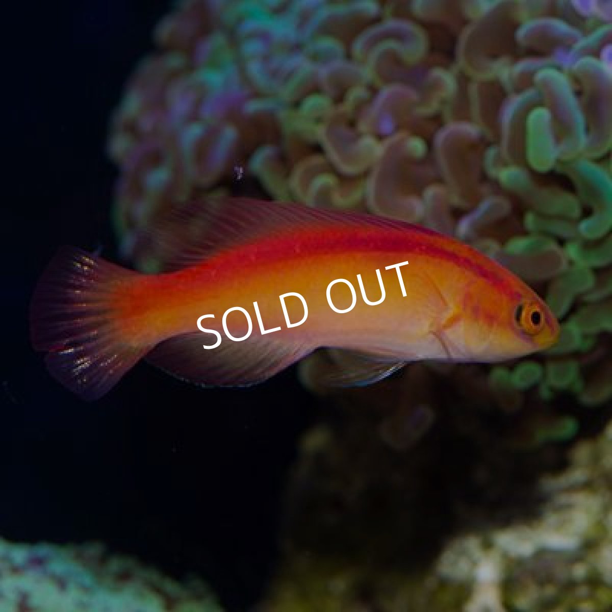 画像2: ハワイアンフレームラス　トリオ (2)